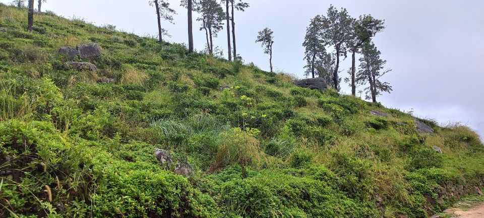 Kandy to Nuwaraeliya 3D Trekking Pekoe Trails Stage 1-2-&-3 - Availability of Starting Times