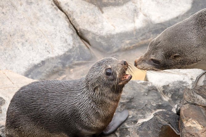 Kangaroo Island Luxury Small Group Flinders Chase Focus Full Day Tour - Additional Information