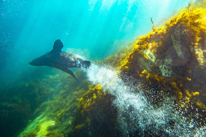 Kangaroo Island Ocean Safari - Snorkeling Safari - Equipment and Safety