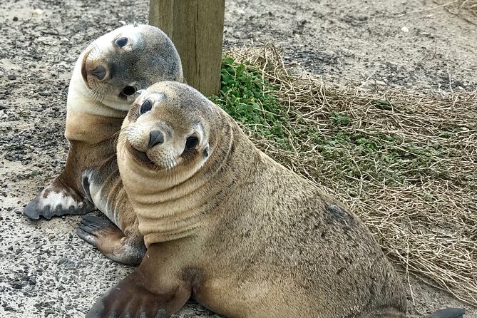 Kangaroo Island Shore Excursion Scenic Trail Tour - Review Highlights