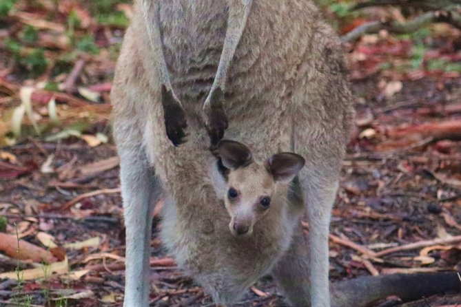 Kangaroo Watching & Koala Spotting Private Tour - Meeting and Pickup Details