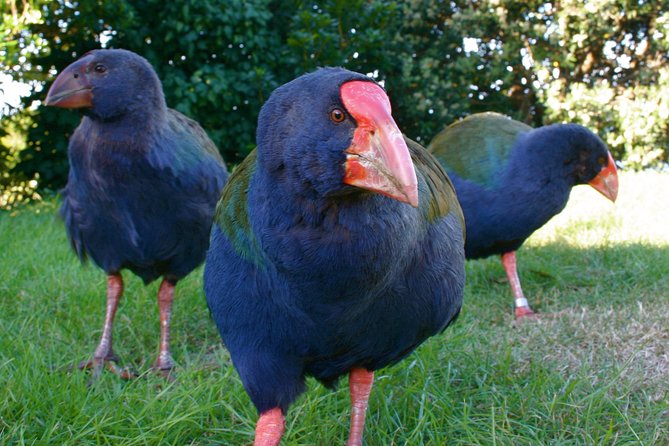 Kapiti Island Classic Guided Day Tour - Meeting Point and Schedule