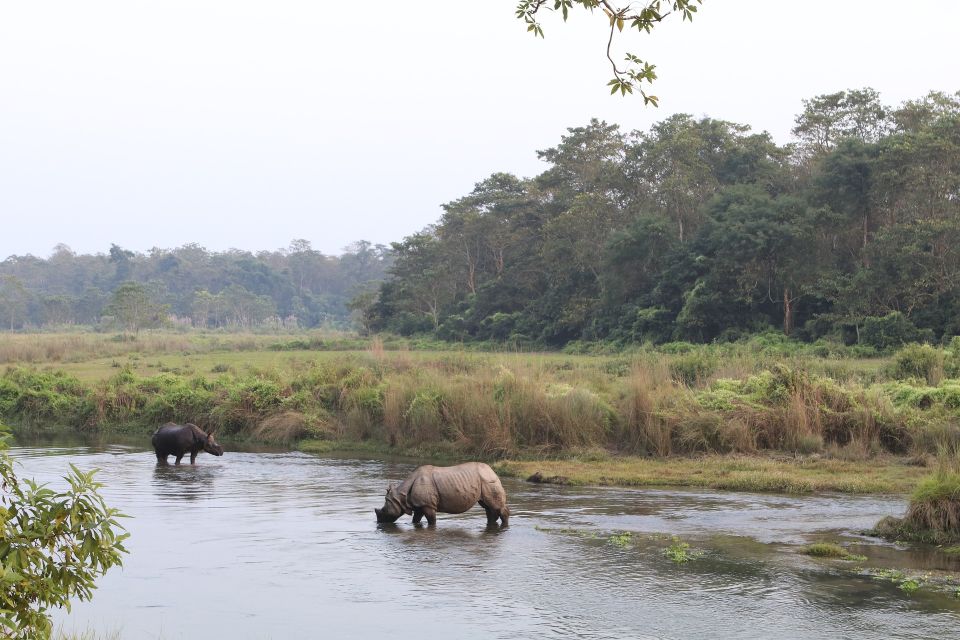 Kathmandu Chitwan Pokhara Tour - Wildlife Experience in Chitwan