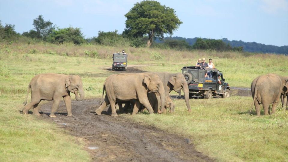 Kaudulla National Park-Elephant Gathering Safari - Highlights