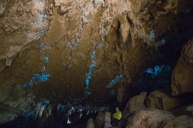 Kawiti Glow Worm Cave Tour & Opua Forest Walk - Positive Feedback