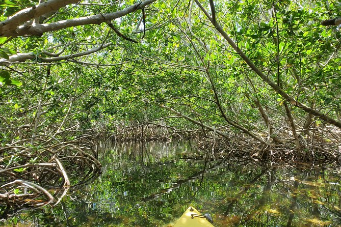 Kayak Tour of Mangrove Maze From Key West - Additional Information