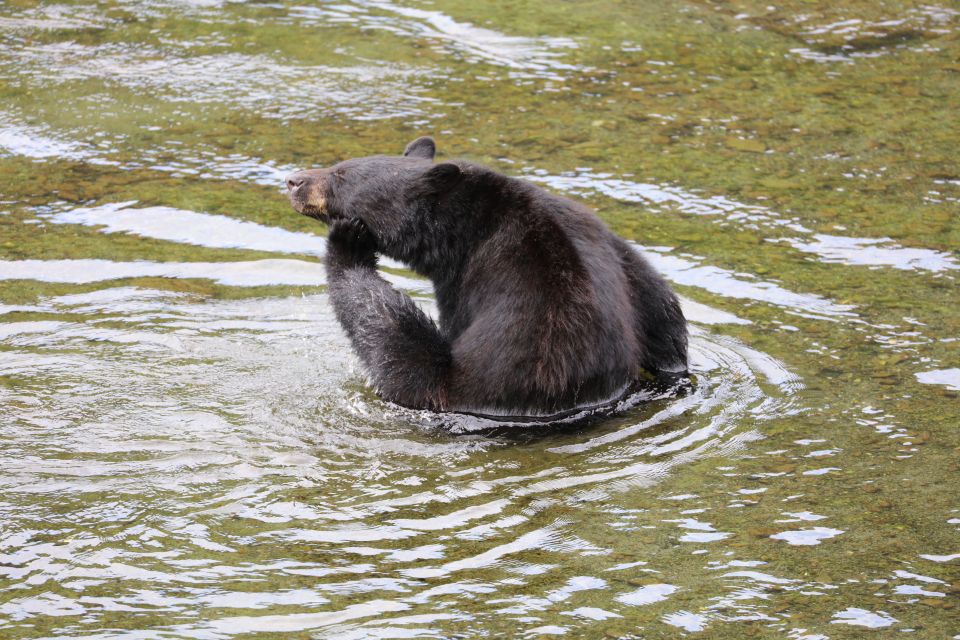 Ketchikan: Potlatch Park, City and Wildlife Private Van Tour - Itinerary Overview