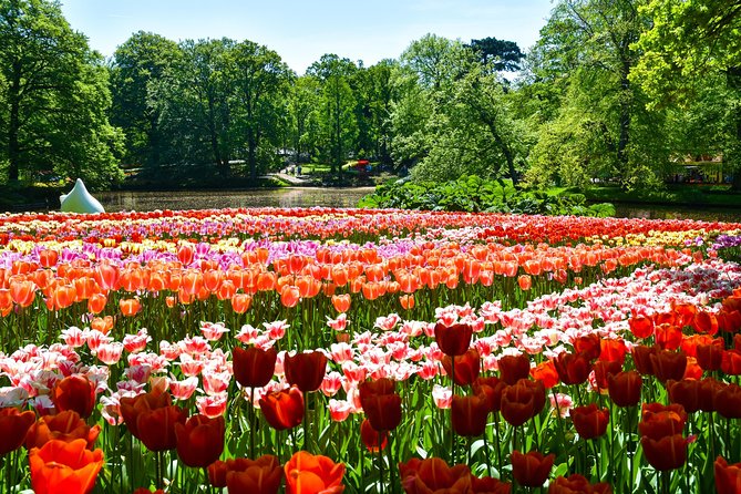 Keukenhof Gardens & Tulip Experience Guided Tour From Amsterdam - Operational Suggestions