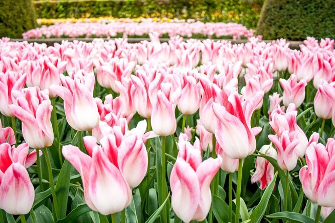 Keukenhof Ticket With Roundtrip Shuttle Bus From Amsterdam - Additional Information