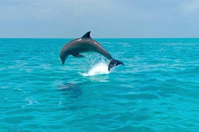 Key West Dolphin Watch and Snorkel Cruise - Customer Reviews