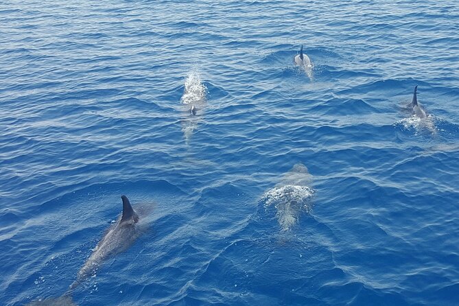 Key West Dolphin Watch Sunset Sail With Premium Wine, and Tapas Pairings - Inclusions and Experiences Offered