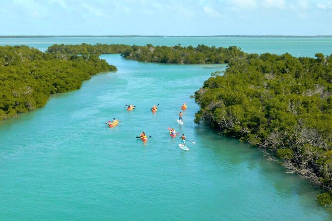 Key West Mangrove Kayak Eco Tour and Ultimate Sandbar Adventure - Customer Reviews Highlights