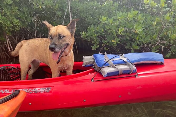 Key West Mangrove Kayak Eco Tour - Traveler Experience and Reviews