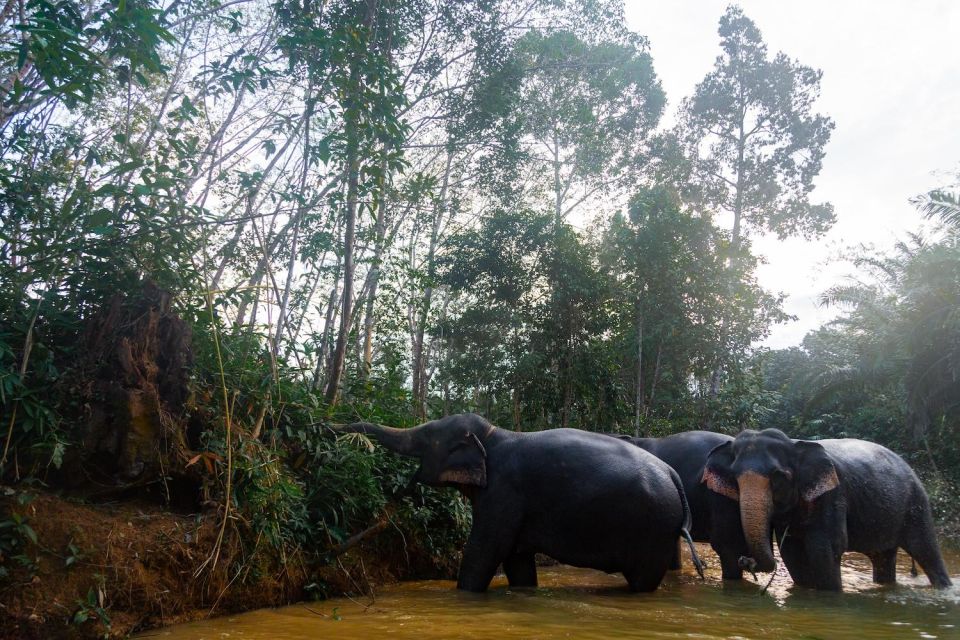 Khao Lak: 2-Hour Elephant Sanctuary Eco-Walk With Guided - Reservation Details