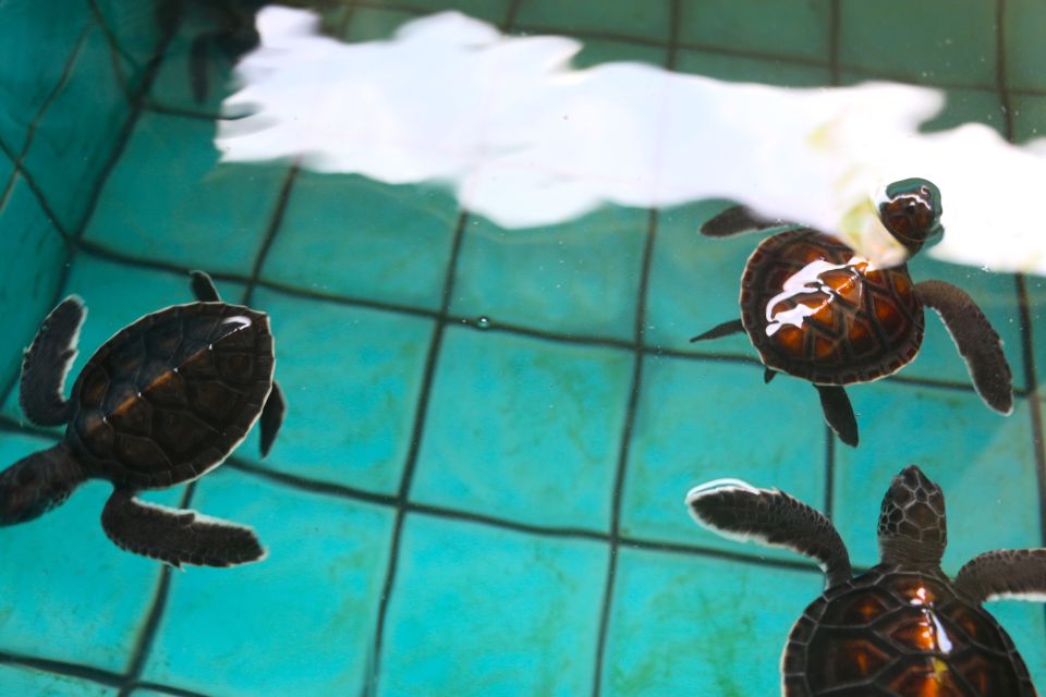 Khao Lak: Rafting, Elephant Bathing & Sea Turtle Center Tour - Review Summary