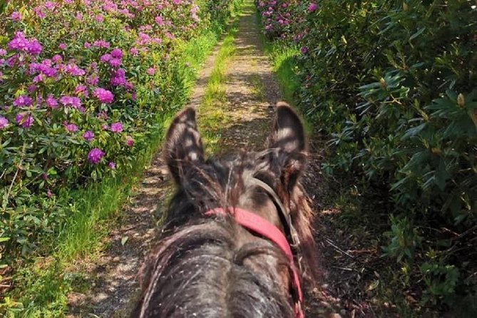 Killarney National Park Horseback Ride. Co Kerry. Guided. 1 Hour. - Cancellation Policy