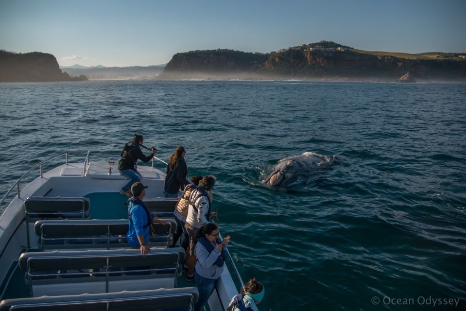 Knysna: Close Encounter Whale Watching Tour by Boat - Inclusions