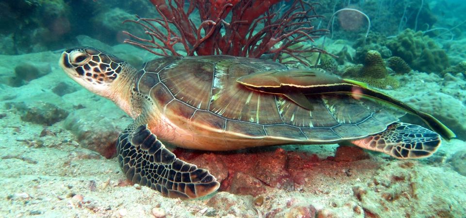 Koh Chang: Full-Day Reefs or Wreck Sites Snorkeling Trip - Dive Into Sunken Wreck Sites