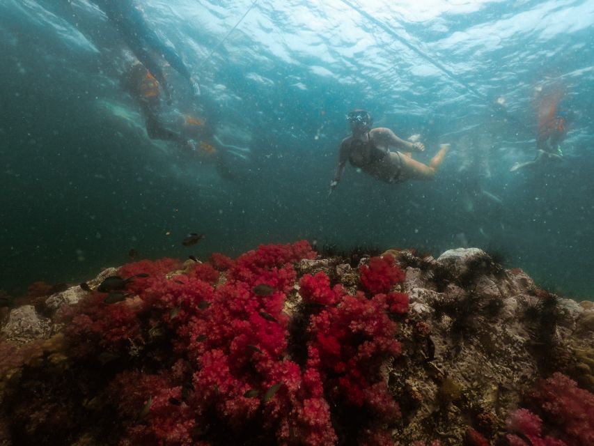 Koh Lipe: Longtail Boat Snorkeling Trip With Lunch - Experience Highlights