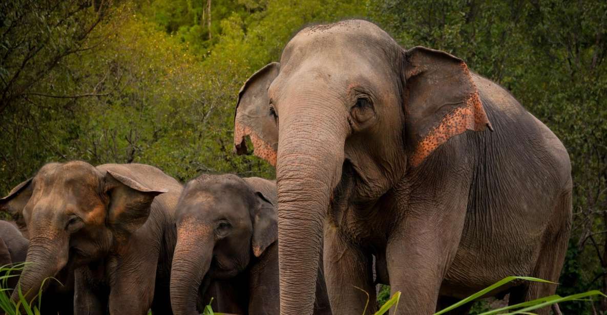 Koh Samui: Ethical Elephant Sanctuary Tour With Buffet Lunch - Booking Inclusions