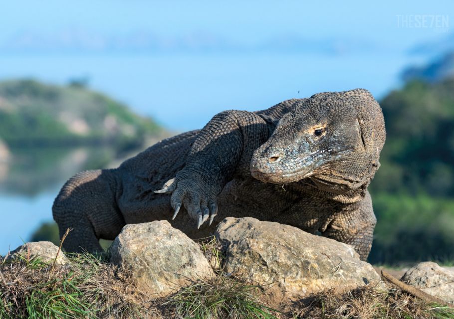 Komodo: 4-Day Private Tour With Overnight Boat and Hotel - Pickup and Transfers