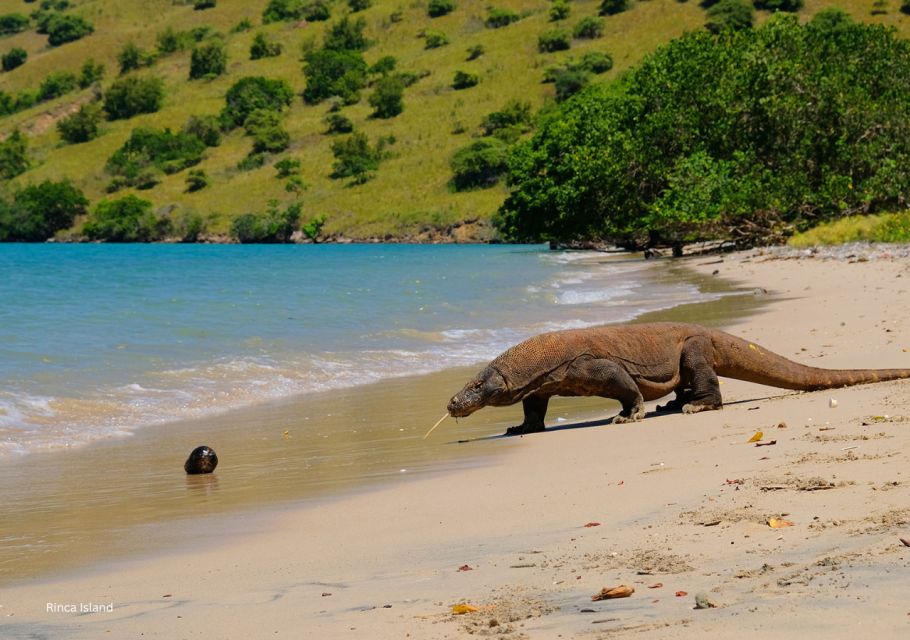 Komodo Island: Private 3-Day Tour With Boat & Hotel Stay - Accommodation Information