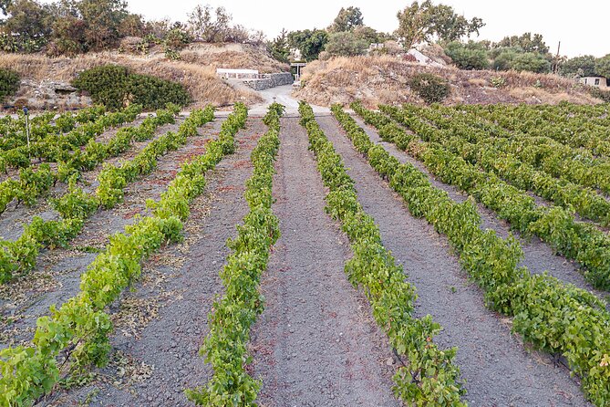 Kostantakis Winery - Milos Island Wine Tasting Experience - Visitors Experience