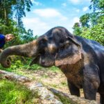 3 krabi ethical elephant sanctuary experience 2 Krabi: Ethical Elephant Sanctuary Experience