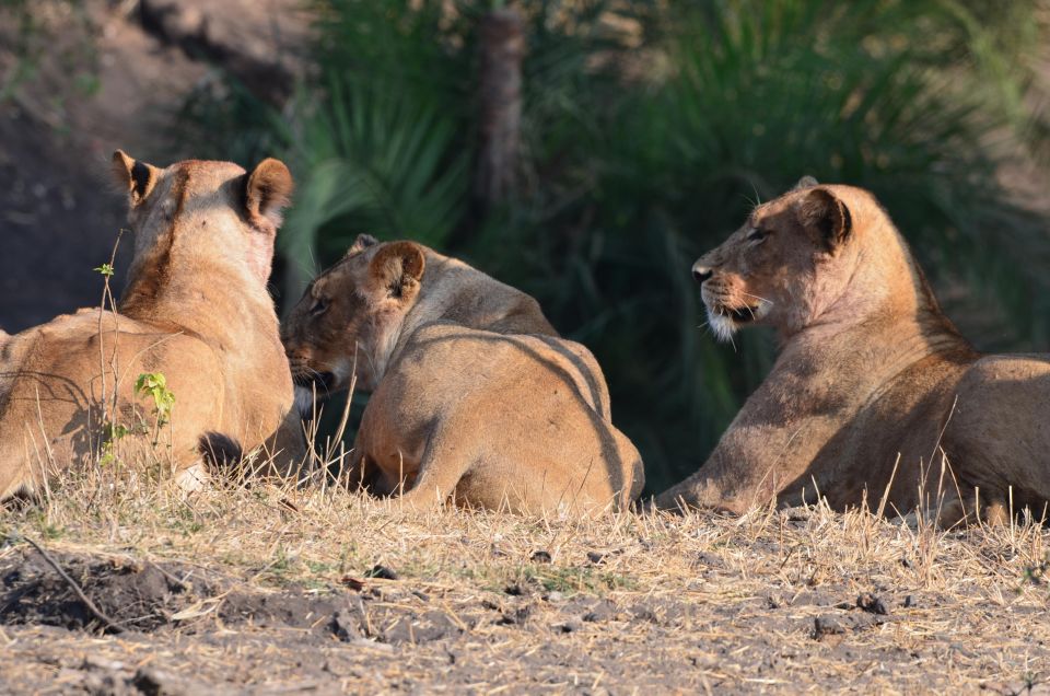 Kruger Morning Game Drive From Marloth Park & Komatipoort - Safety and Emergency Measures