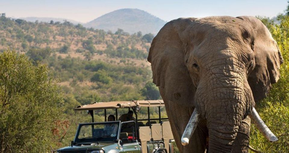 Kruger National Park 3 Day Tour From Johannesburg - Kruger National Park Features