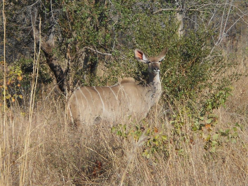 Kruger National Park Morning Safari - Reviews