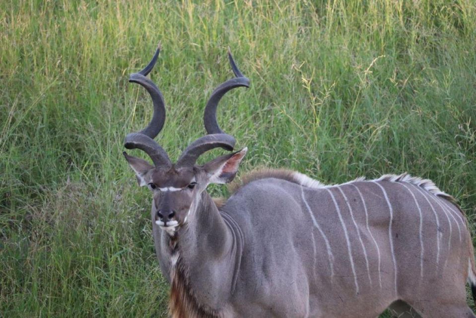 Kruger National Park, - Safari Experiences