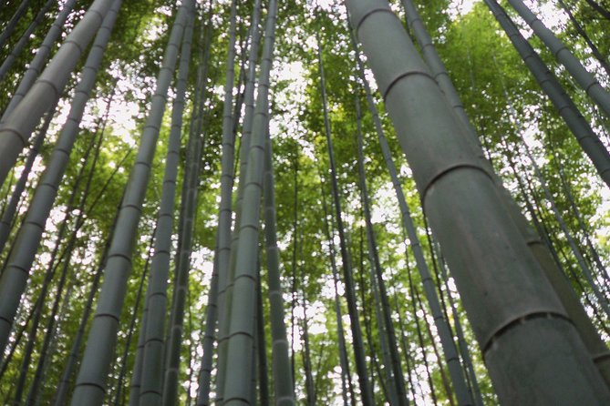 Kyoto Fushimi Inari Shrine Guided Small Group Tour (Mar ) - Customer Support Information