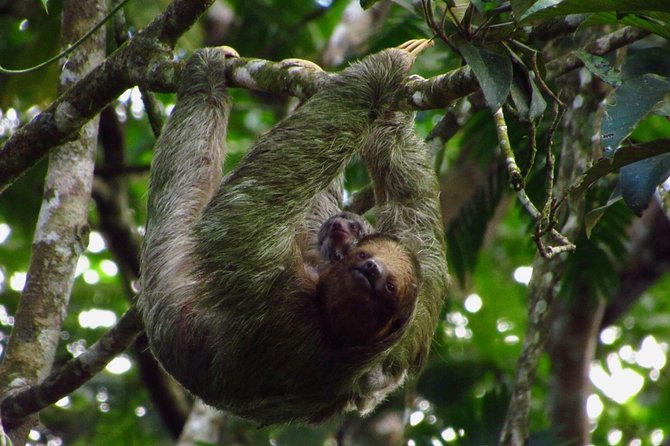 La Fortuna Sloth Tour (Mar ) - Tour Experience