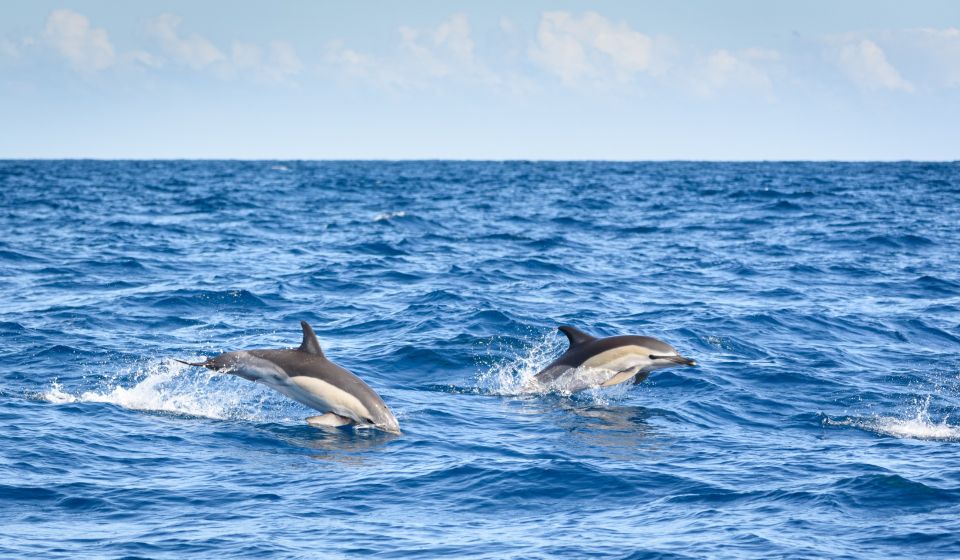 Lagos: Dolphin Watching Half-Day Cruise & Water Activities - Customer Reviews