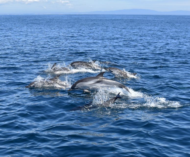 Lagos: Dolphin Watching With Marine Biologists - Customer Reviews