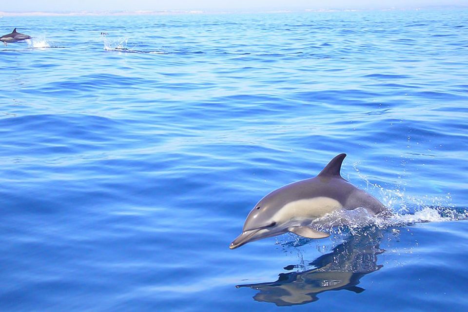 Lagos: Dolphin Watching With Professional Marine Biologists - Experience Duration and Accessibility