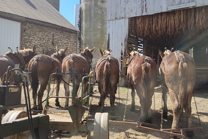 Lancaster County Amish Culture Small-Group Half-Day Tour - Traveler Experiences and Reviews