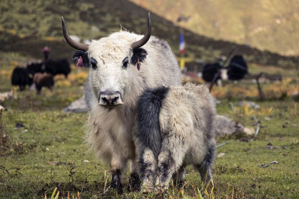 Langtang Valley Trekking - Highlights of the Langtang Valley Trek