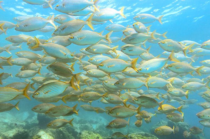 Lanzarote Introductory Scuba Diving Experience - Dive Experience at Playa Chica