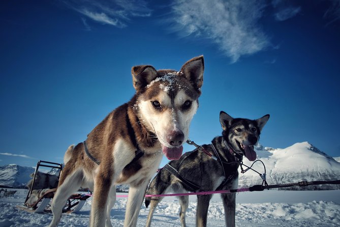 Lapland Husky Sled Safari From Tromso - Logistics and Organization