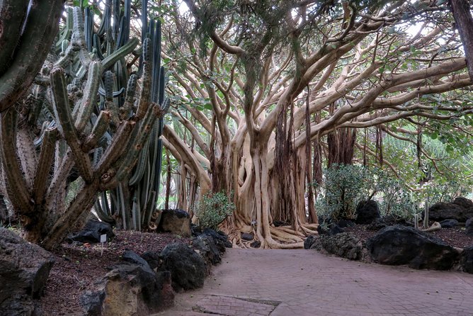 Las Palmas, Botanical Garden & Bandama Crater Tour - Gran Canaria - Reviews and Ratings