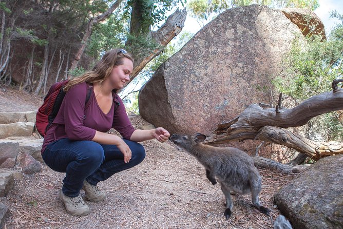 Launceston to Hobart via Wineglass Bay - Active One-Way Day Tour - Customer Reviews