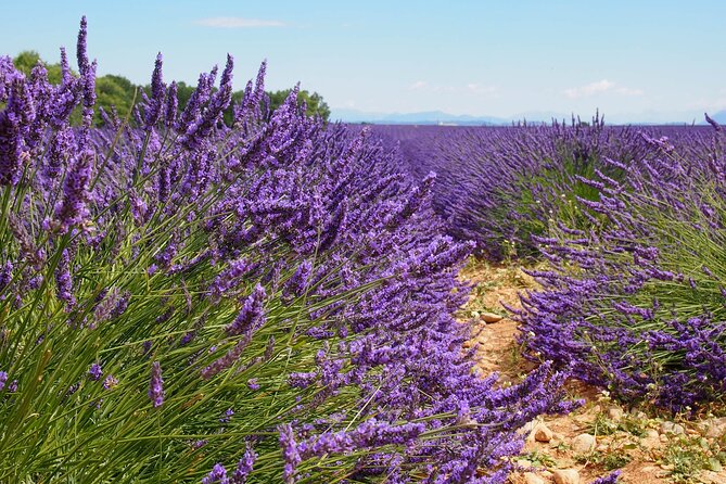 Lavender Fields Tour in Valensole From Marseille - Traveler Experiences and Reviews