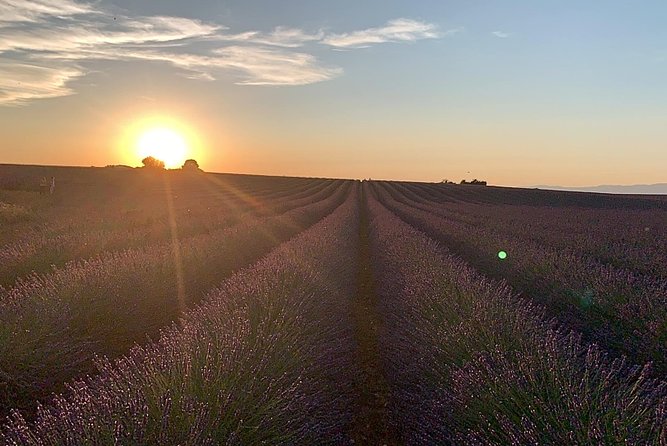Lavender Fields Visit With Private Transportation  - Marseille - Traveler Reviews and Ratings