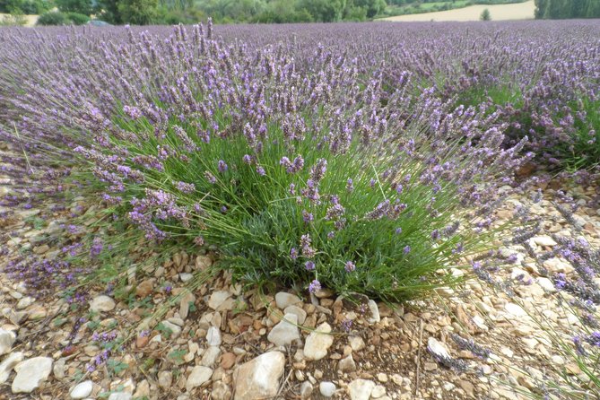 Lavender Tour Sault From Marseille - Guide and Transport Details