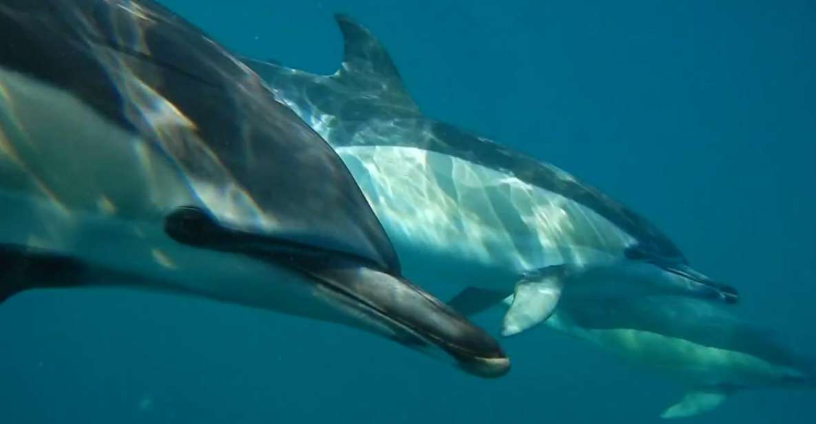 Lisbon: Dolphin Watching With Marine Biologist - Reserve & Payment Options