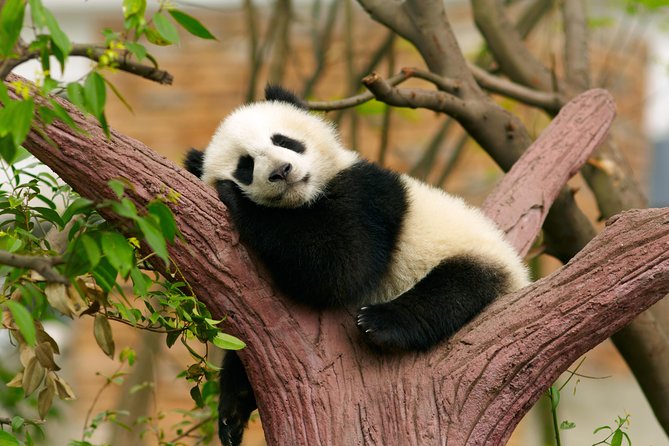 LIVE Streaming: Meet Pandas at Chengdu Research Base of Giant Panda Breeding - Gratuities Information