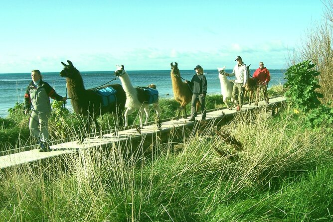 Llama Trek (Half-day) - Kaikoura Bay, Beaches & Seal Colony - Traveler Experience Highlights