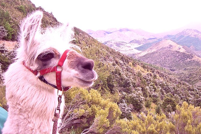 Llama Trek (Taster) - Kowhai River Valley and Native Woodland Tour - Cancellation Policy